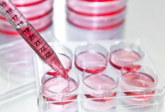 Cell substrate development