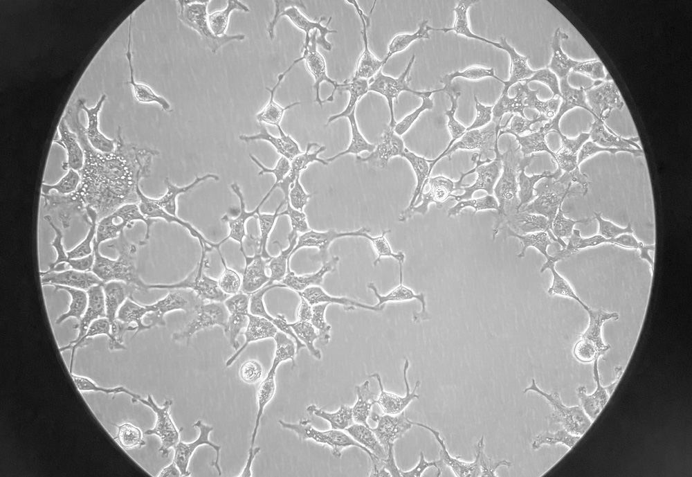 Marinnovac UK's tailored approach to cell technology